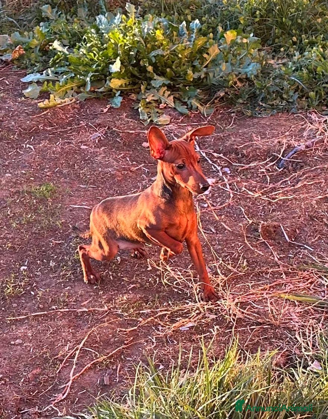 Pinscher Miniatura cani in vendita: Cucciolo Pinscher nano - Annuncio 3