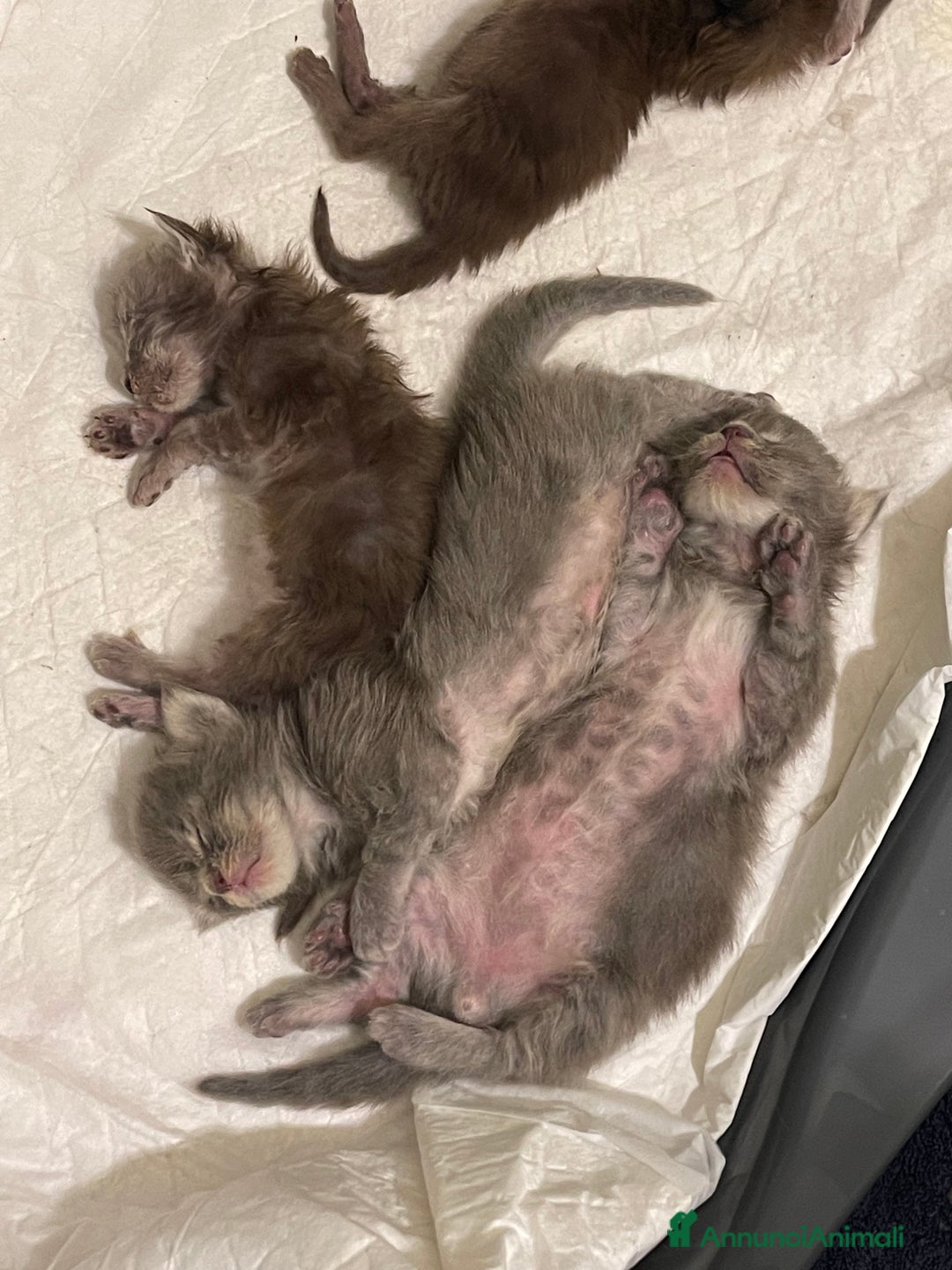 Maine Coon gatti in vendita: Cuccioli Maine coon - Annuncio 6