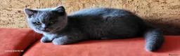 British gatti in vendita: Splendida gattina British Shorthair a Provincia di Trieste - Annuncio 3