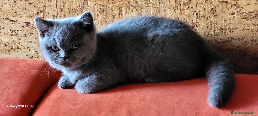 British gatti in vendita: Splendida gattina British Shorthair a Provincia di Trieste - Annuncio 3