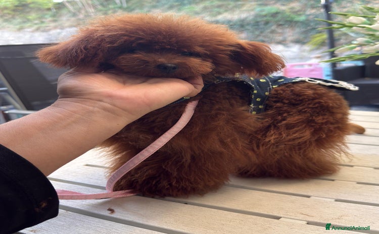 Barboncino Toy cani - Annuncio 4