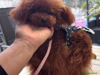 Barboncino Toy cani Barboncina mini toy - Annuncio 18