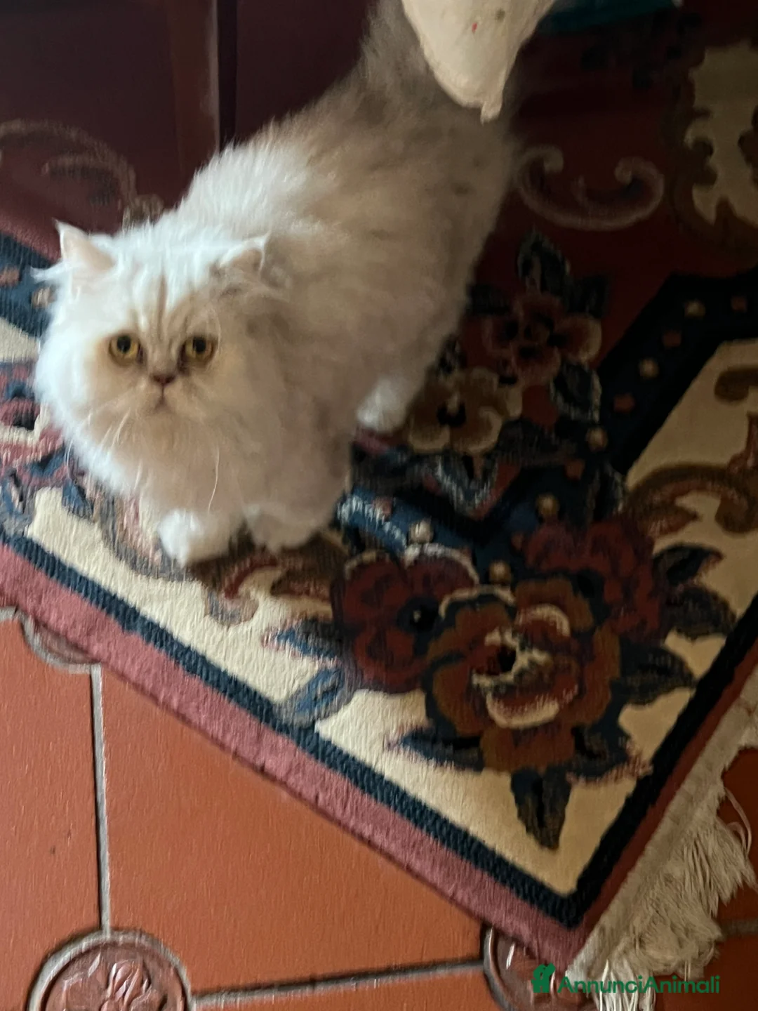 Scottish gatti in regalo: Femminuccia di 4 anni - Annuncio 1