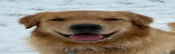 Golden Retriever cani per accoppiamento: Golden Retriever 2 anni disponibile per monta a Città Metropolitana di Bologna - Annuncio 5