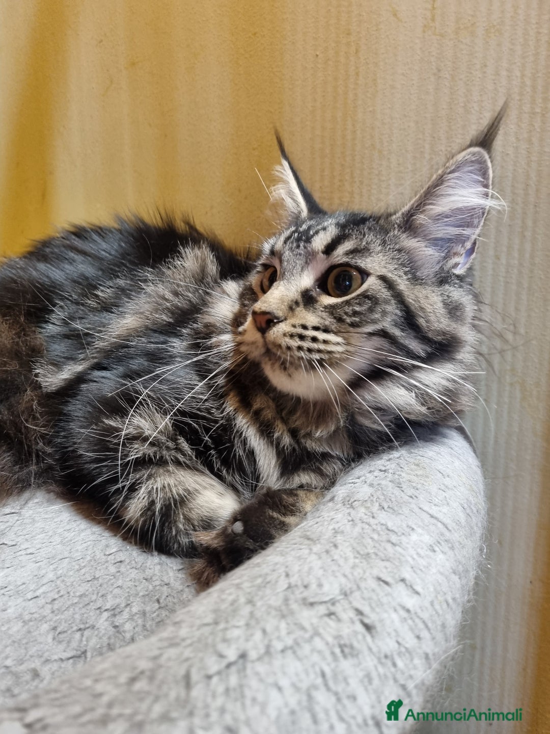 Maine Coon gatti in vendita: GIOVANE CUCCIOLONA MAINE COON pedigree Anfi - Annuncio 3