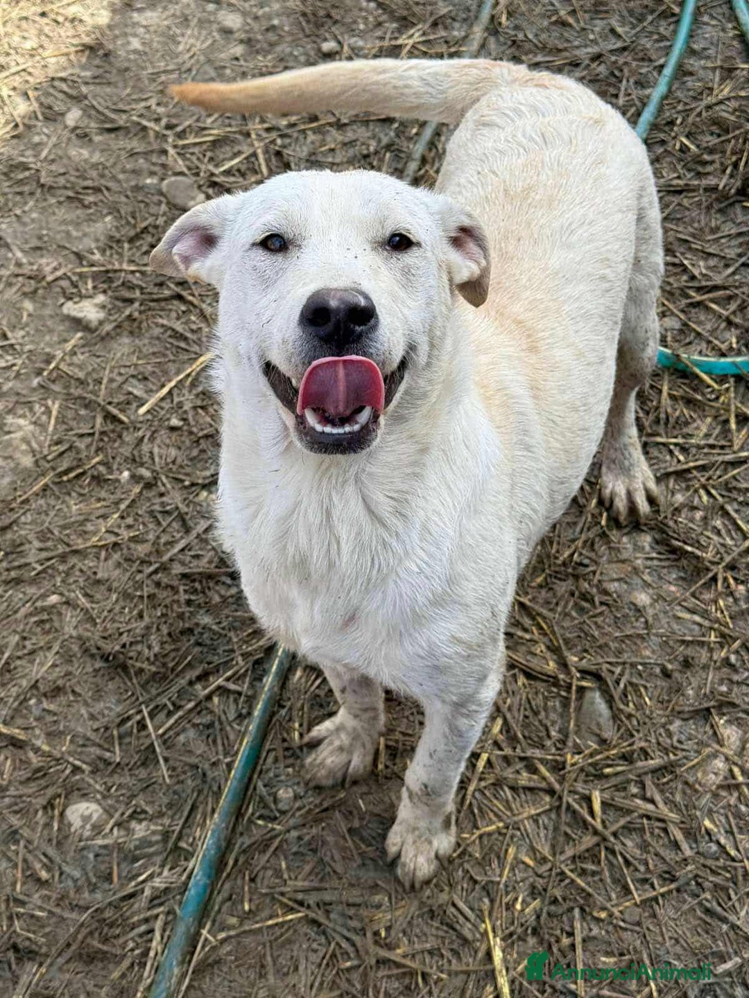 Meticcio cani in regalo: BLANCA & BLESS, mamma e figlia cercano amore. - Annuncio 6