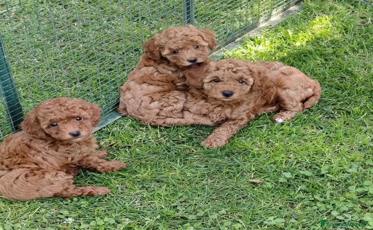 Barboncino Toy cani a Provincia di Monza e della Brianza - Annuncio 8