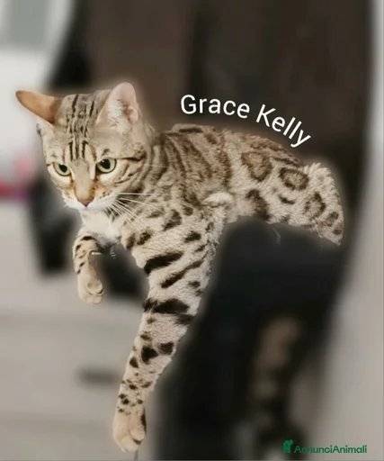 Immagine della galleria {{count}}