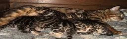 Bengala gatti in vendita: Bengal brown meravigliosi - Annuncio 6