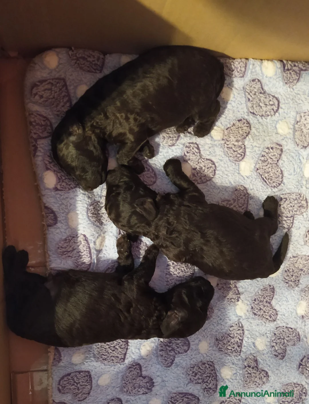 Barboncino Toy cani in vendita: Barboncino Toy marrone e nero  - Annuncio 1