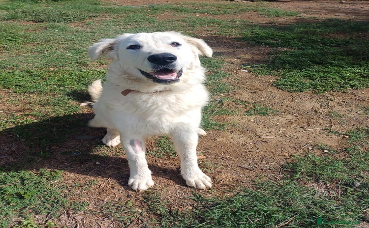 Meticcio cani - Annuncio 13