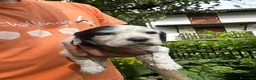 Setter Inglese cani in vendita: Cuccioli setter inglese  - Annuncio 9