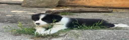 Border Collie cani in vendita: Cuccioli di razza Border Collie - Annuncio 3