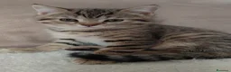 Scottish gatti in vendita: Gattini scottish fold e straight  - Annuncio 4