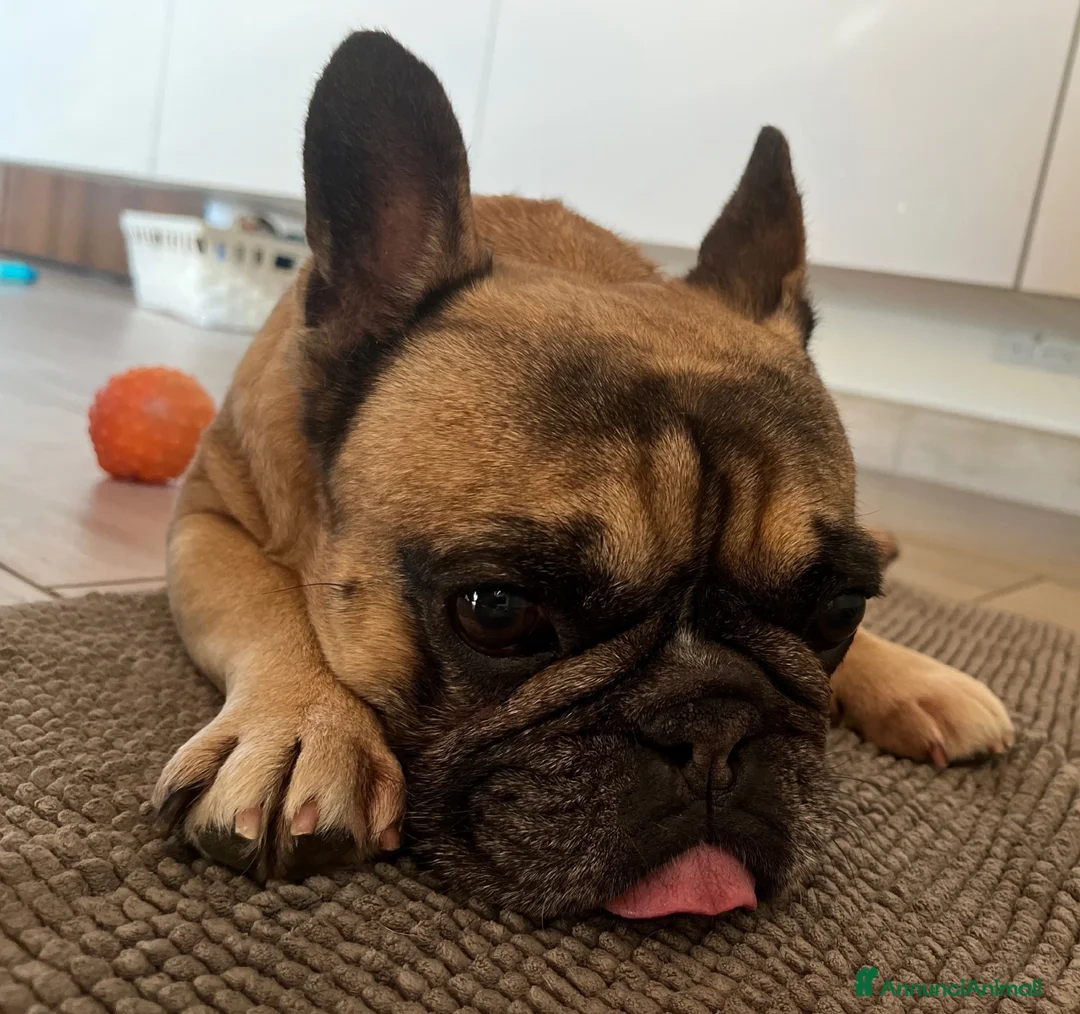 Bulldog Francese cani in regalo: BOULEDOGUE FRANCESE  - Annuncio 2