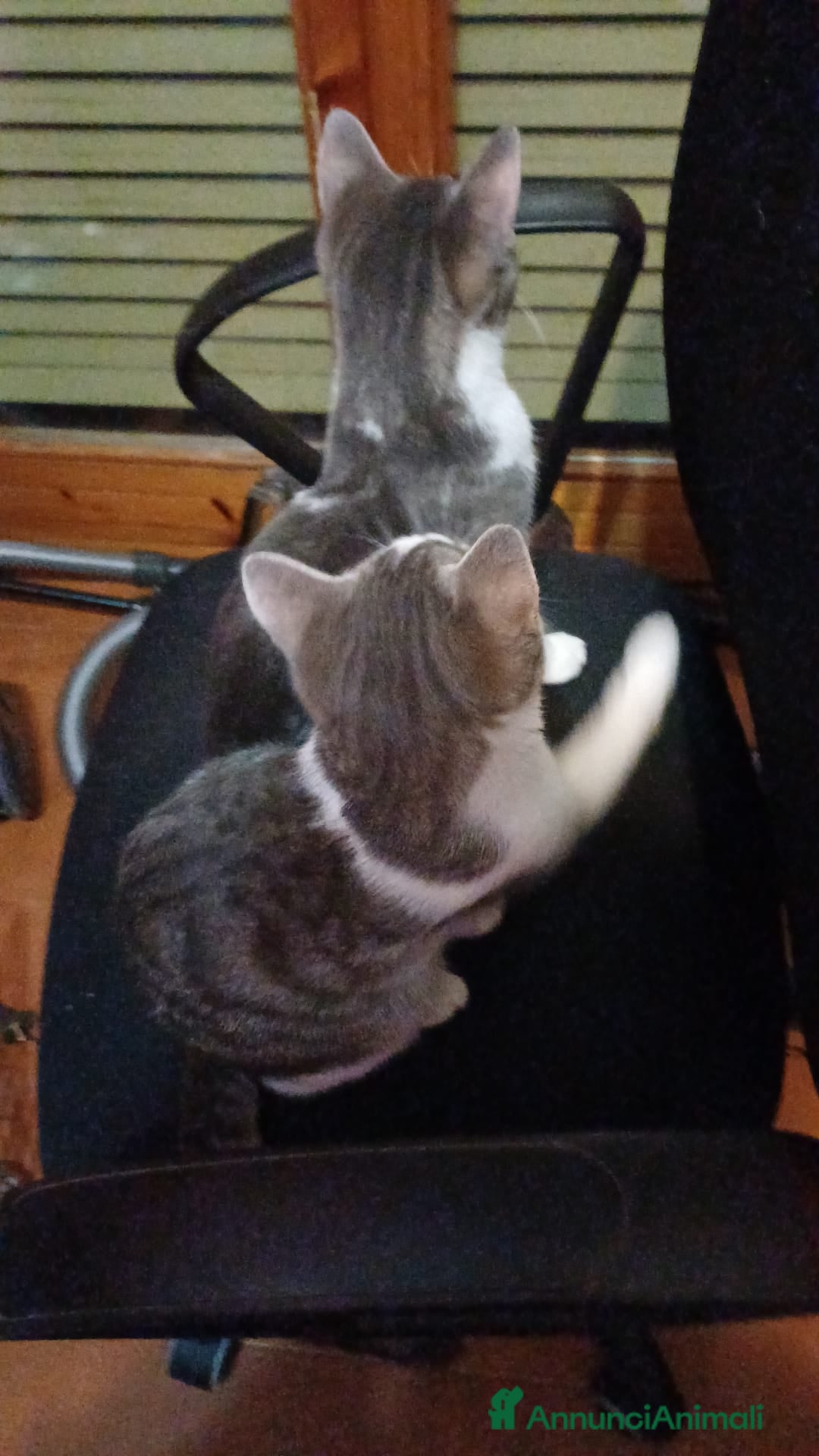 Meticcio gatti in regalo: GATTINI DOLCISSIMI  - Annuncio 6