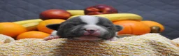 Staffordshire cani in vendita: Staffordshire bull terrier staffy a Provincia di Frosinone - Annuncio 3