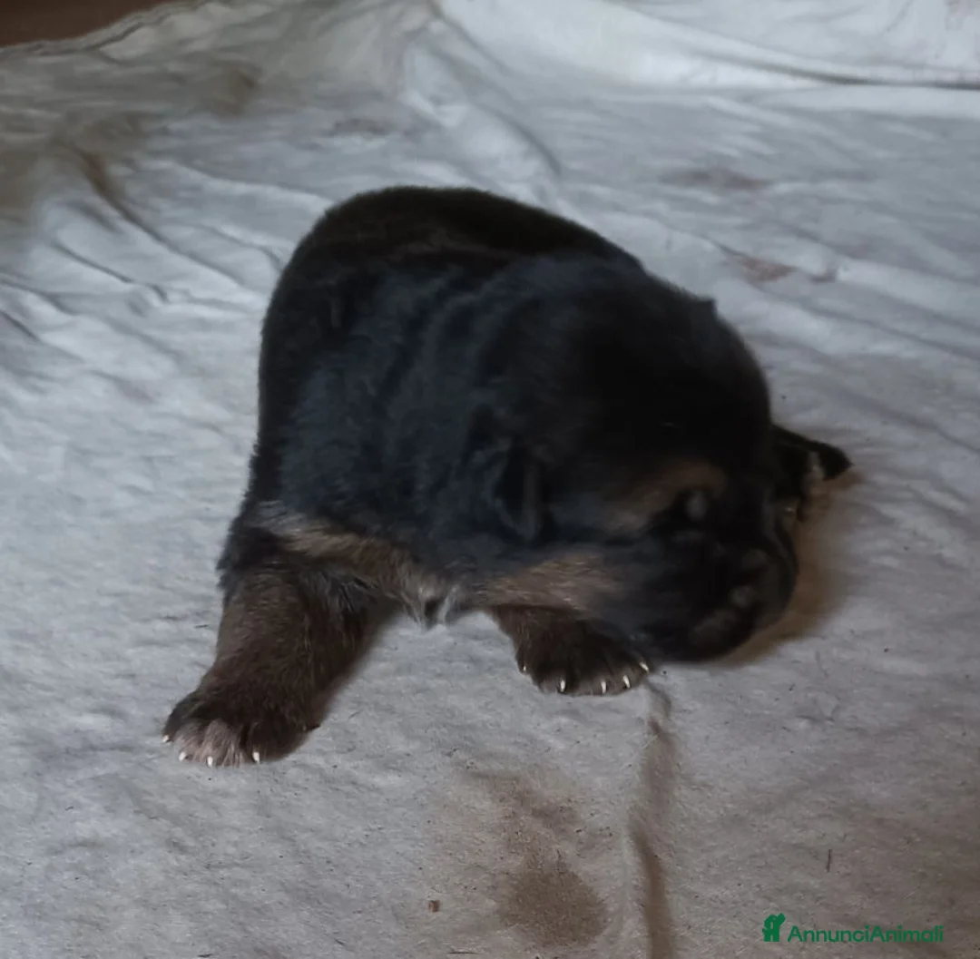 Pastore Tedesco cani in vendita: Cuccioli di Pastore Tedesco - Annuncio 2