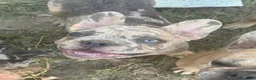 Bulldog Francese cani in vendita: Bulldog francese - Annuncio 6