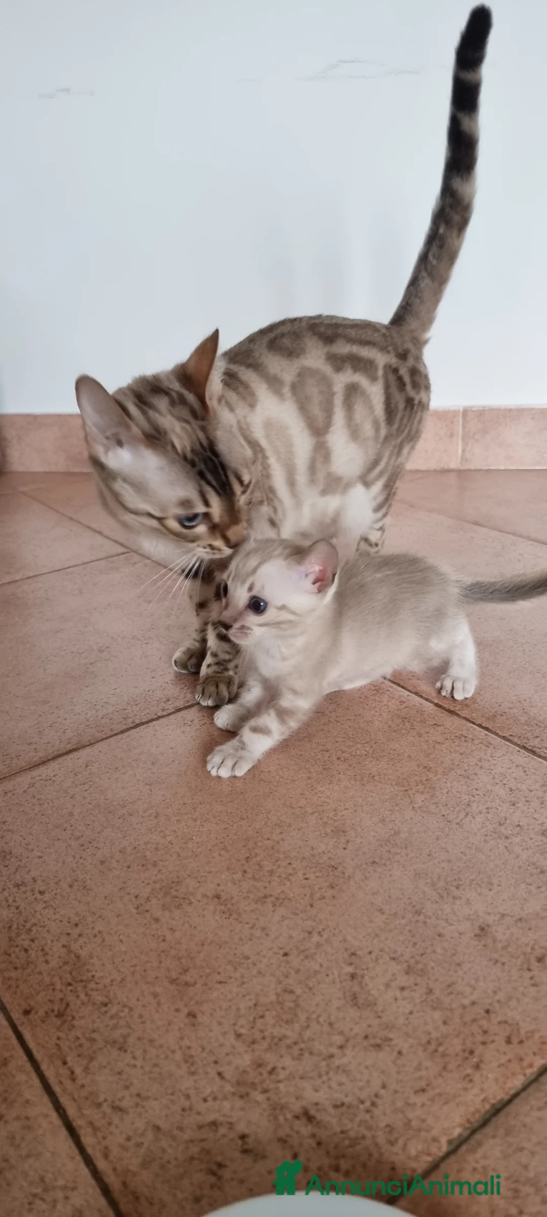 Bengala gatti in vendita: Cucciolo Bengala Snow marble Pedigree  - Annuncio 7