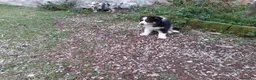 Australian Shepherd cani in vendita: Cuccioli australian shepard  a Provincia di Pavia - Annuncio 11