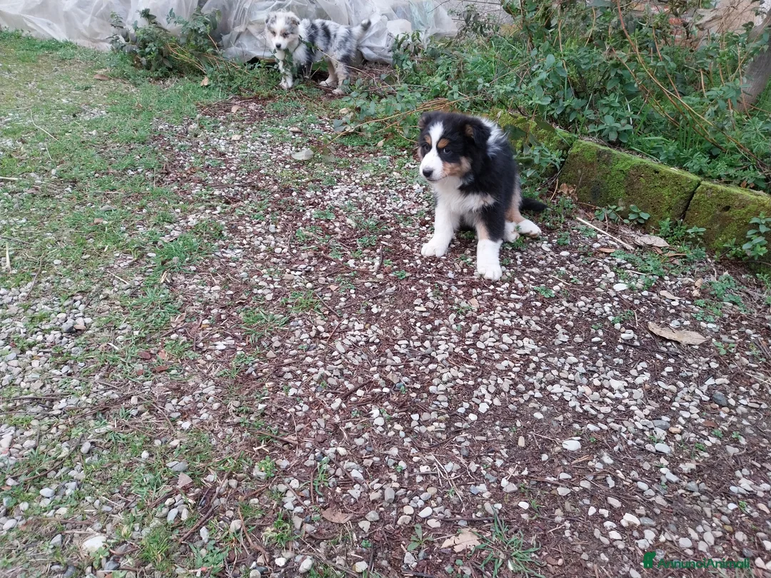 Australian Shepherd cani in vendita: Cuccioli australian shepard  a Provincia di Pavia - Annuncio 11