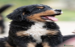 Bovaro del Bernese cani in vendita: Bernerdok's Aunts Cuccioli Y a Città Metropolitana di Torino - Immagine 11