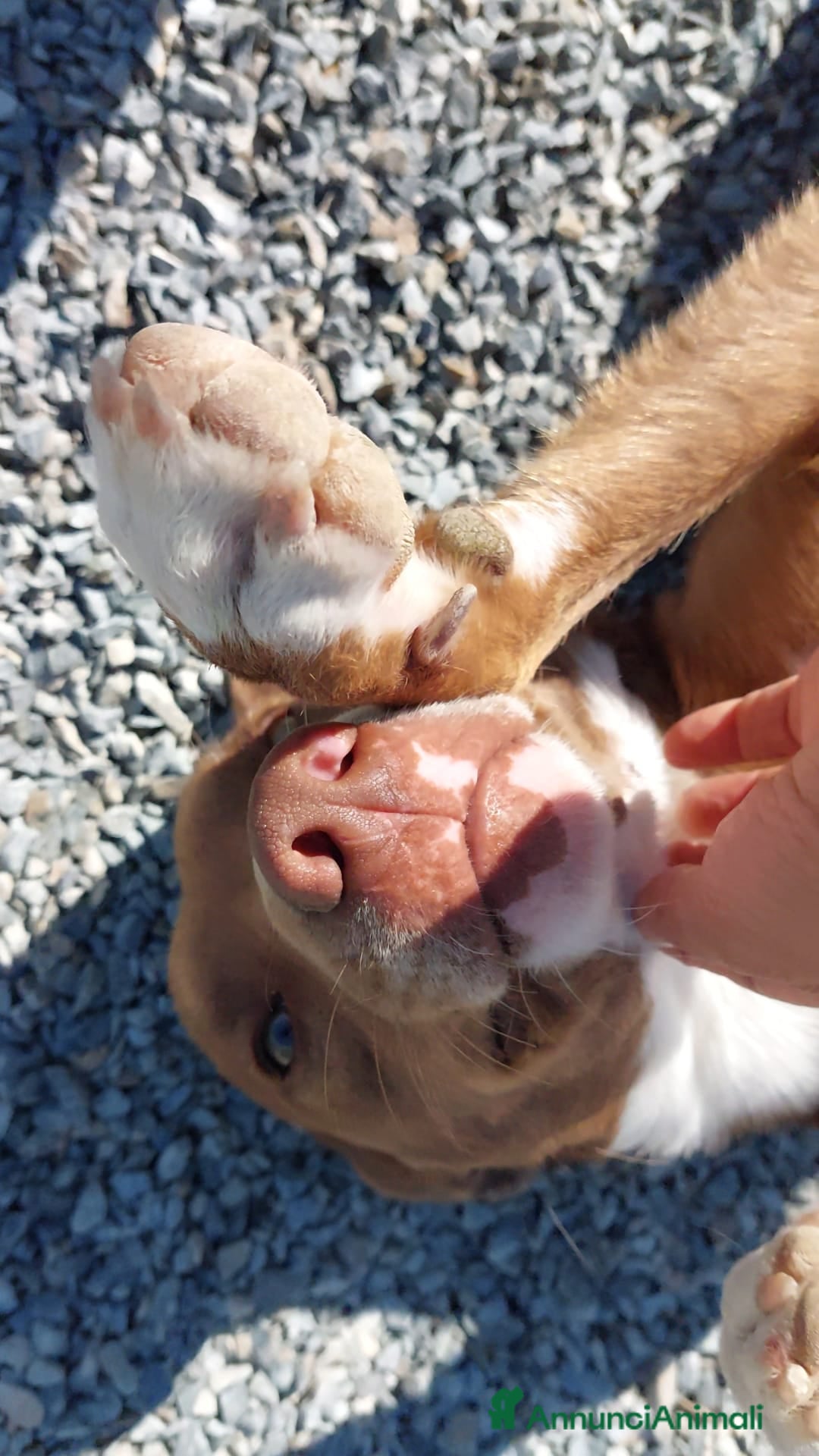 Meticcio cani in regalo: Boris 1anno tg media occhi ambraPRESTO IN CANILE!! - Annuncio 4