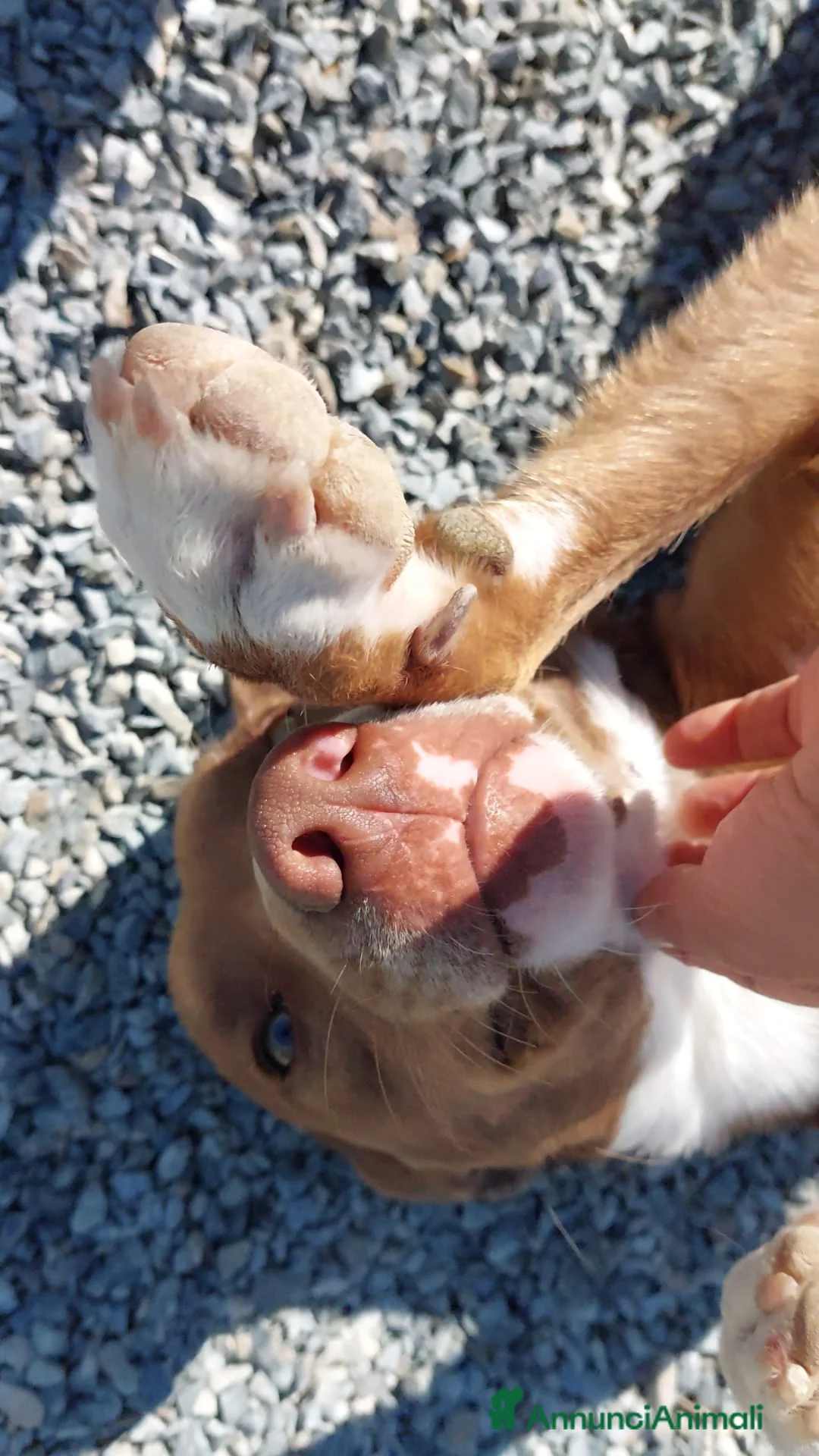 Meticcio cani in regalo: Boris 1anno tg media occhi ambraPRESTO IN CANILE!! - Annuncio 4