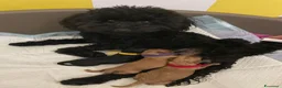 Barboncino Toy cani in vendita: Barboncino  - Annuncio 1