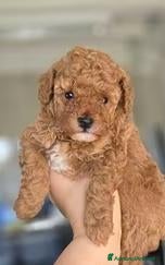 Barboncino Toy cani Cucciole Barboncino toy - Annuncio 19