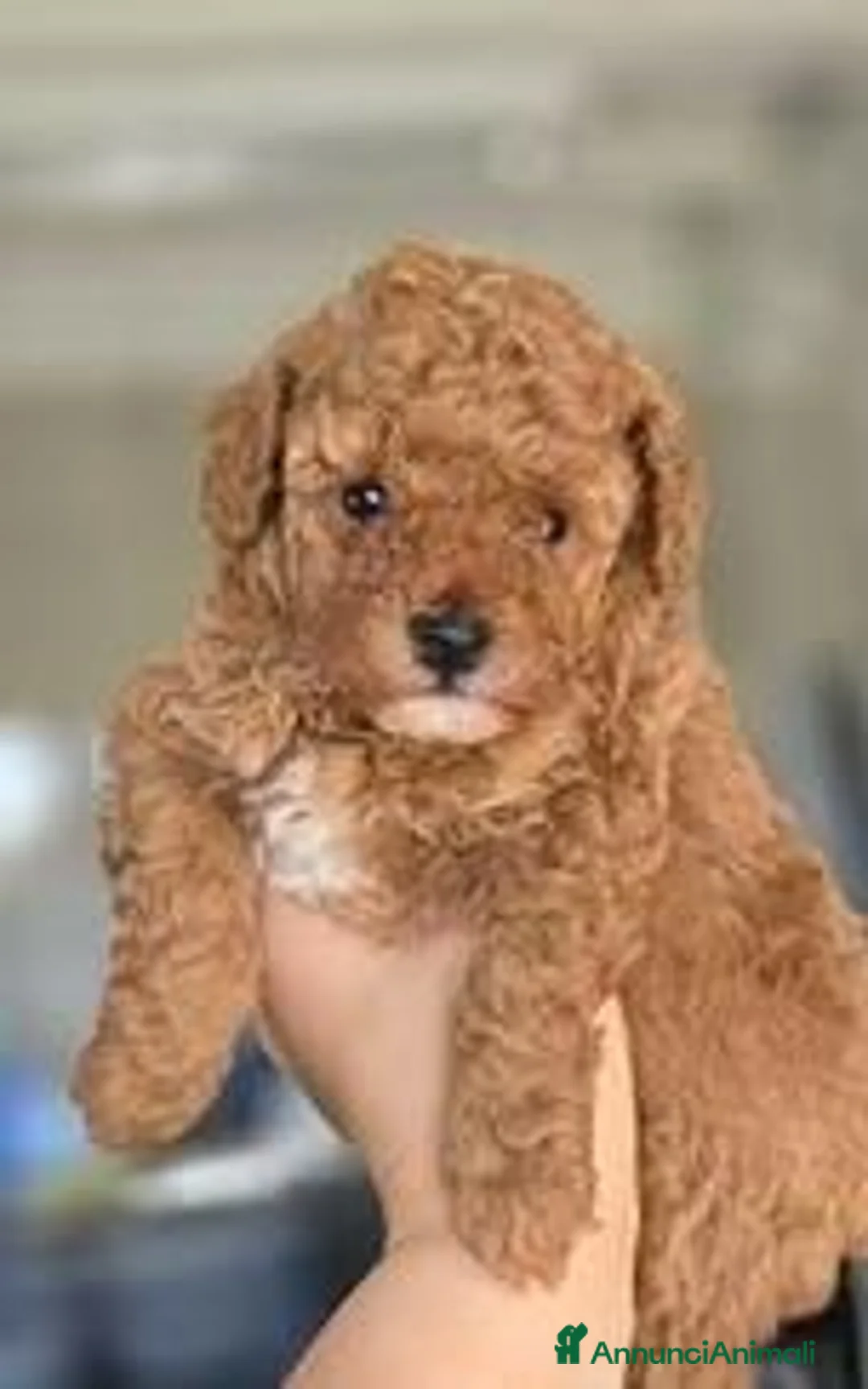 Barboncino Toy cani in vendita: Cucciole Barboncino toy - Annuncio 1