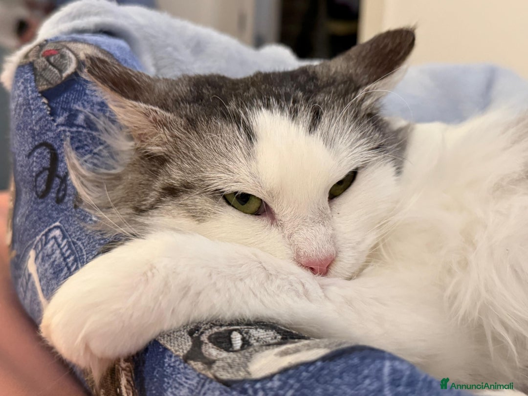 Europeo gatti in regalo: GATTINA A PELO LUNGO IN ADOZIONE - Annuncio 4