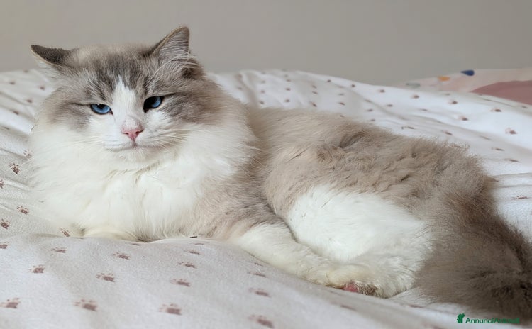 Ragdoll gatti a Provincia di Alessandria - Annuncio 11