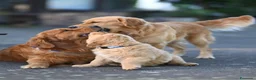 Golden Retriever cani in vendita: Allevamento professionale  cucciolata inglese - Annuncio 5