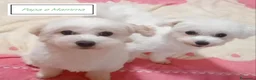 Maltese cani in vendita: Cuccioli maltese rasa base, cerca famiglia  - Annuncio 4