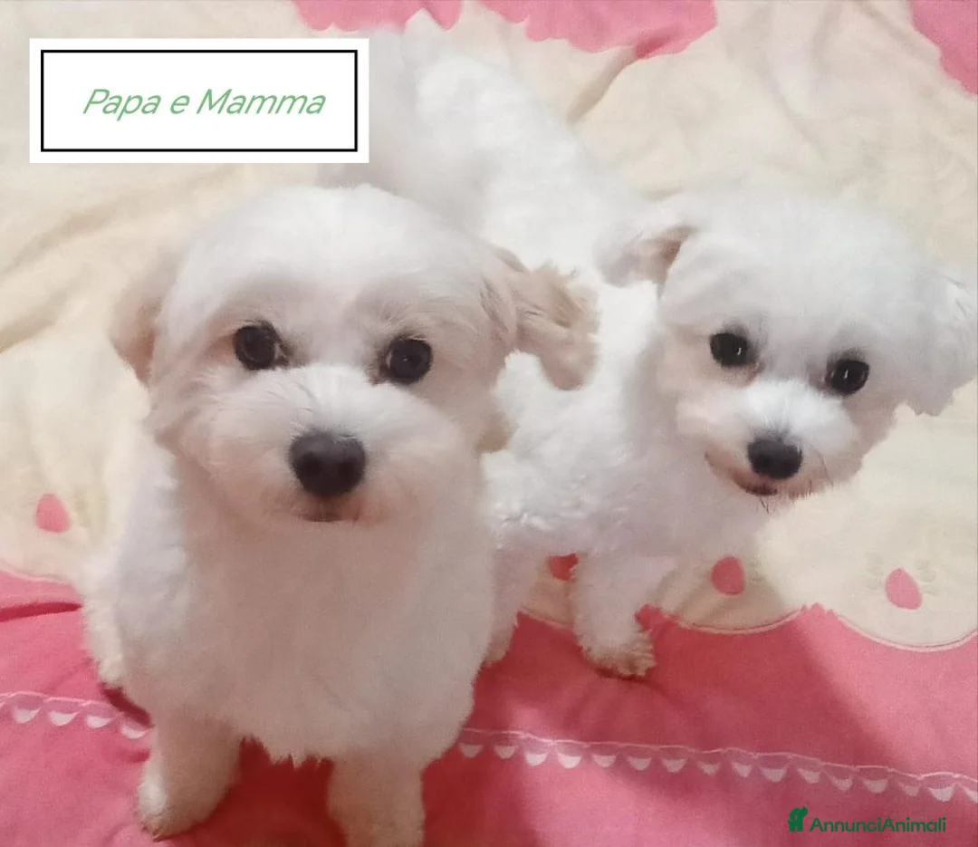 Maltese cani in vendita: Cuccioli maltese rasa base, cerca famiglia  - Annuncio 4