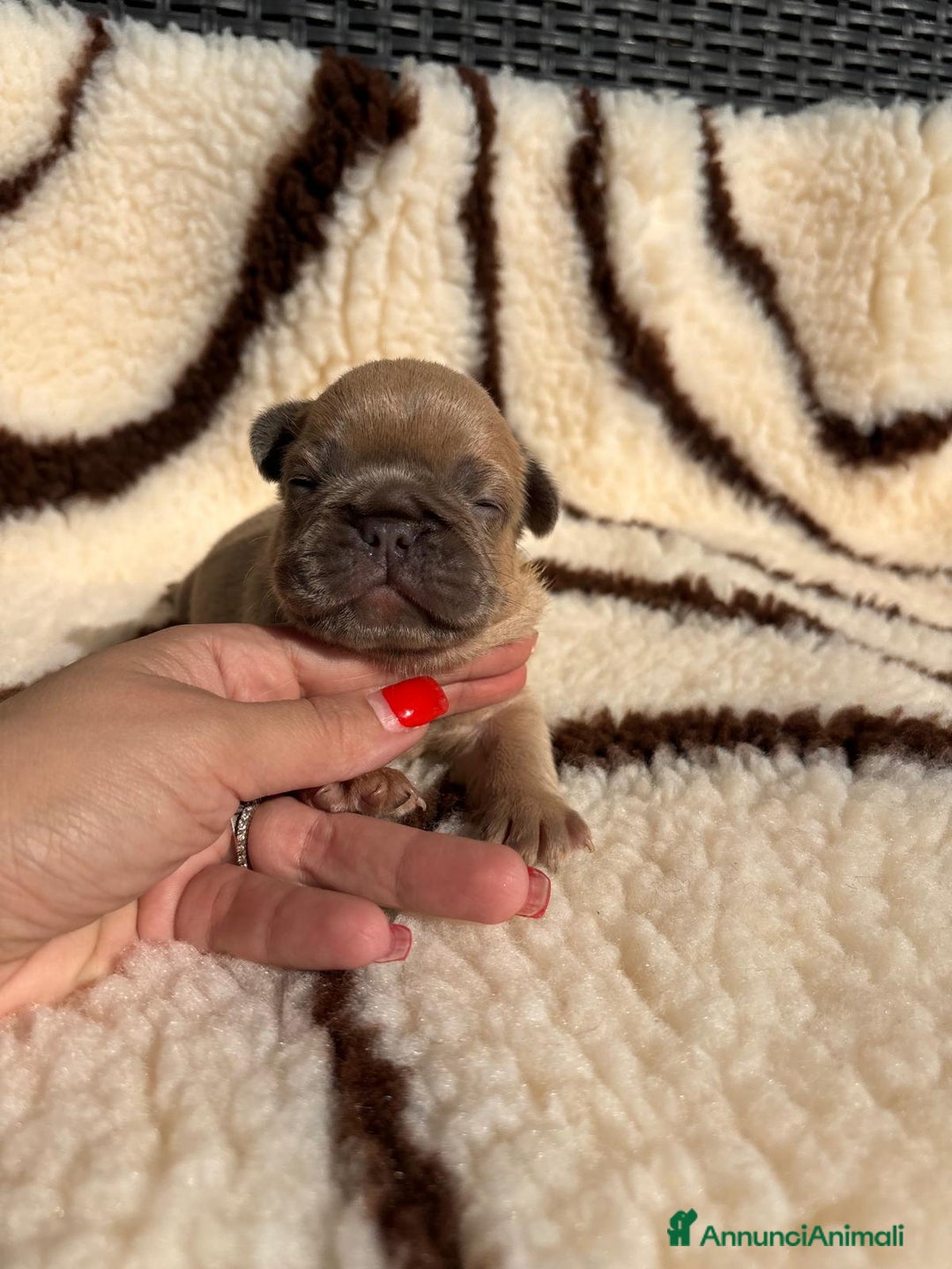 Bulldog Francese cani in vendita: Bulldog francese  - Annuncio 3