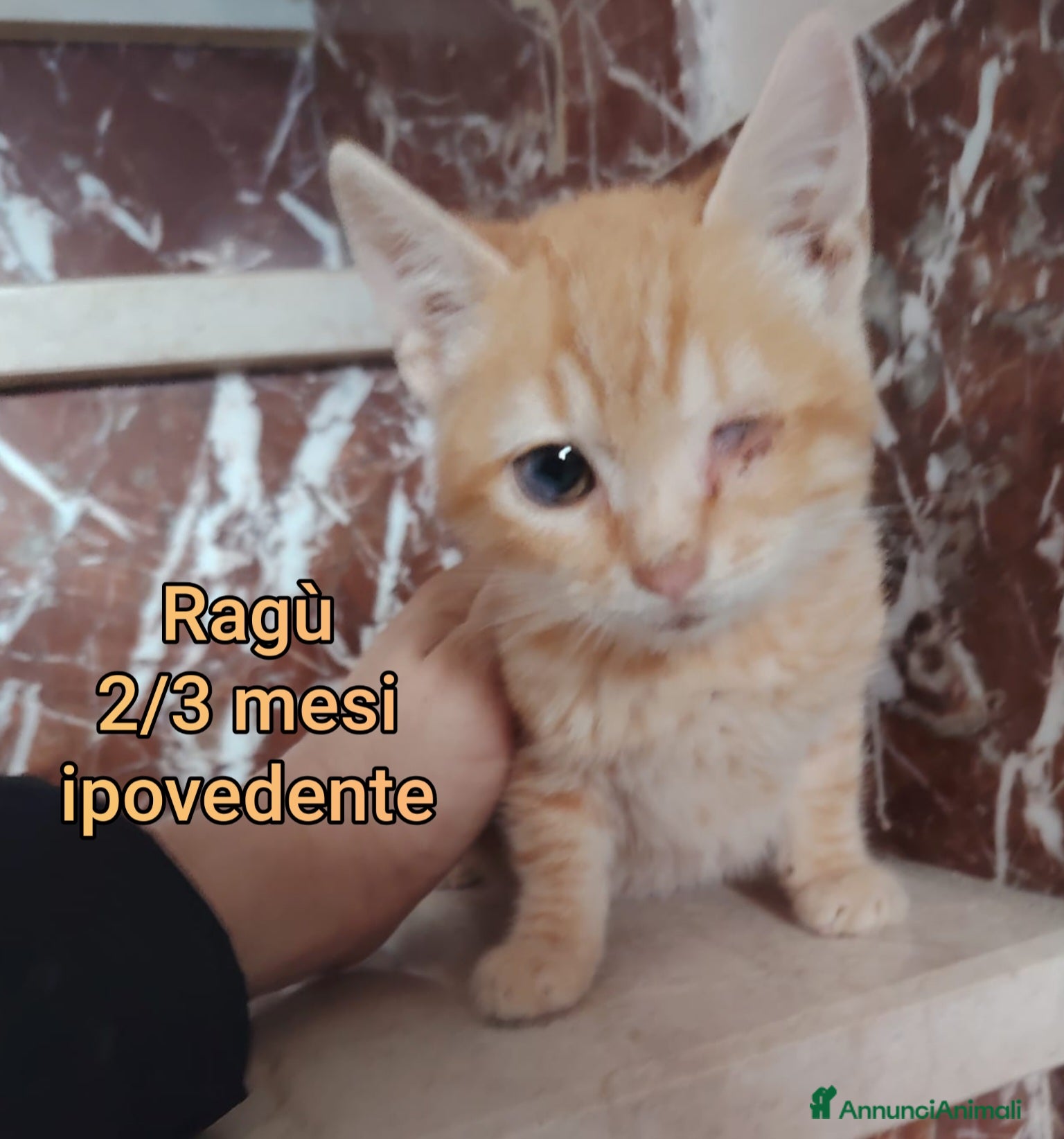 Europeo gatti MICINI ABBANDONATI! URGENTE  - Annuncio 11