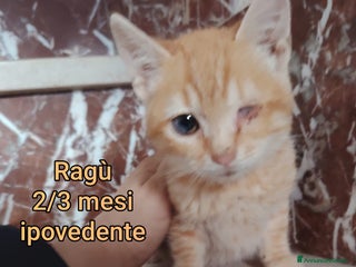 Europeo gatti MICINI ABBANDONATI! URGENTE - Annuncio 1