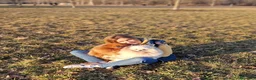 Spitz cani in vendita: Spitz di Pomerania nano - Annuncio 3