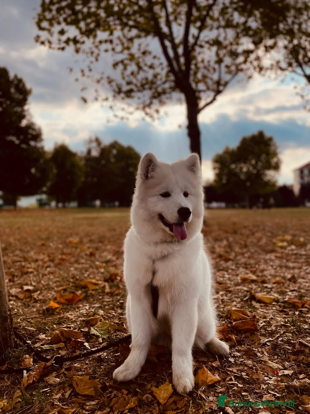 Samoiedo cani per accoppiamento: Samoiedo per accoppiamento.maschio con pedigree  a Città Metropolitana di Torino - Annuncio 9
