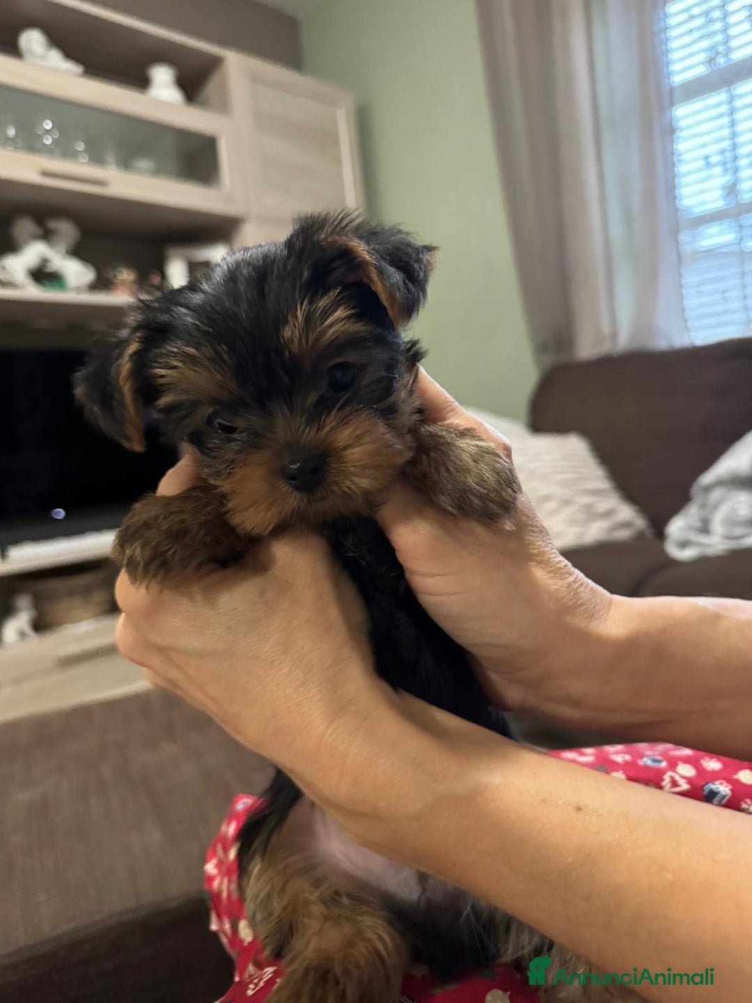 Yorkshire cani in vendita: Yorkshire con pedigree  - Annuncio 5