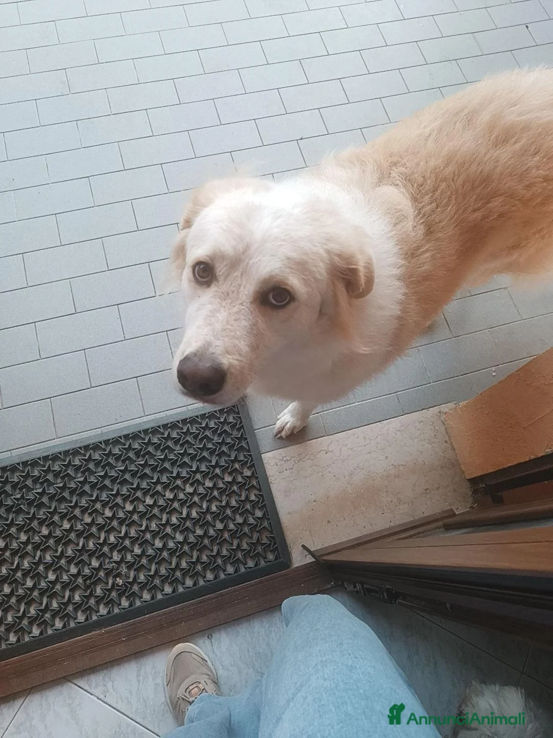 Meticcio cani in regalo: Ambra  a Provincia di Pisa - Annuncio 2