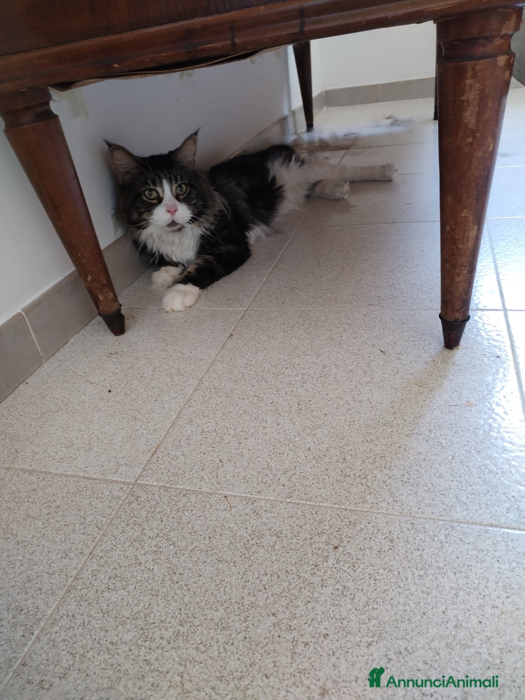 Maine Coon gatti in vendita: Maine coon  - Annuncio 3
