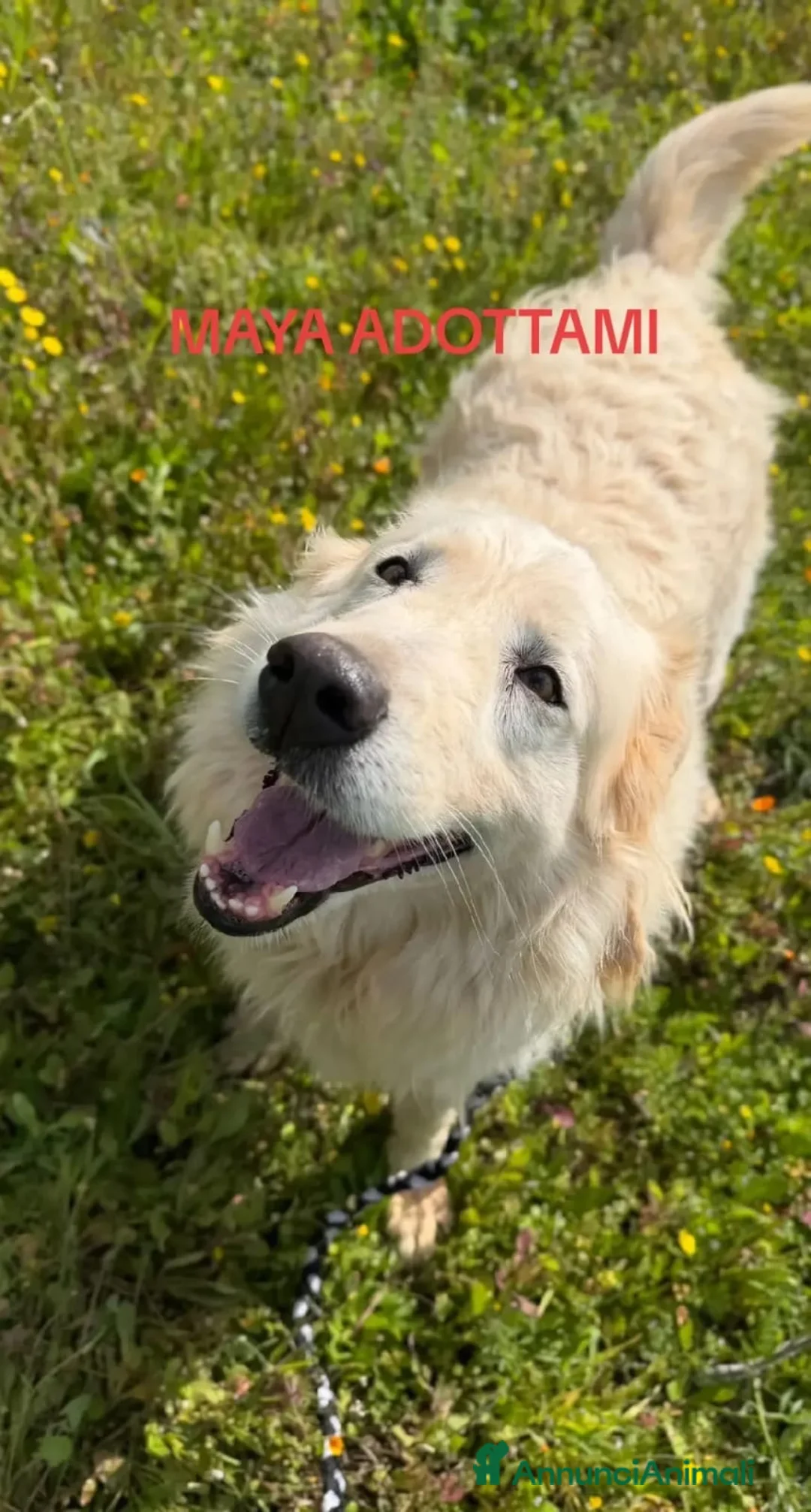 Pastore Abbruzzese Maremmano cani in regalo: Maya maestosa maremmana cerca casa  - Annuncio 1