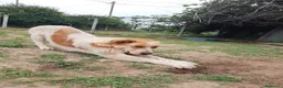 Meticcio cani in regalo: REGALO METICCIO a Provincia di Cuneo - Annuncio 3