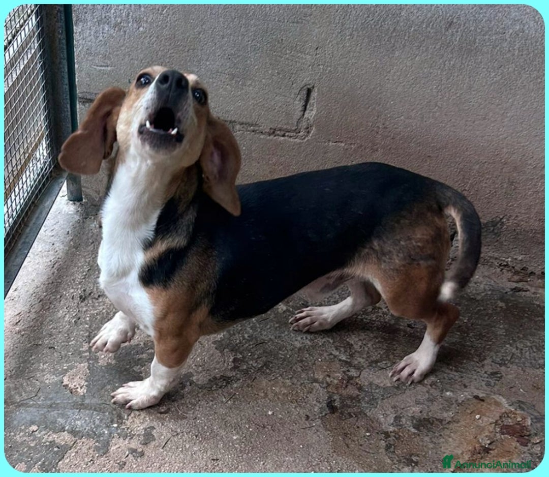 Beagle cani in regalo: NAPOLEONE MIX BEAGLE 4 ANNI SI DISPERA NEL SUO BOX - Annuncio 8
