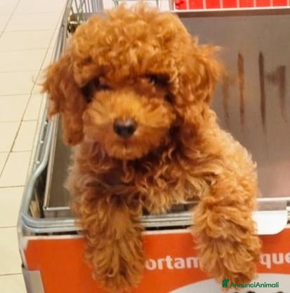 Meticcio cani Figlia di Barboncina Toy e Barboncino Nano - Annuncio 5