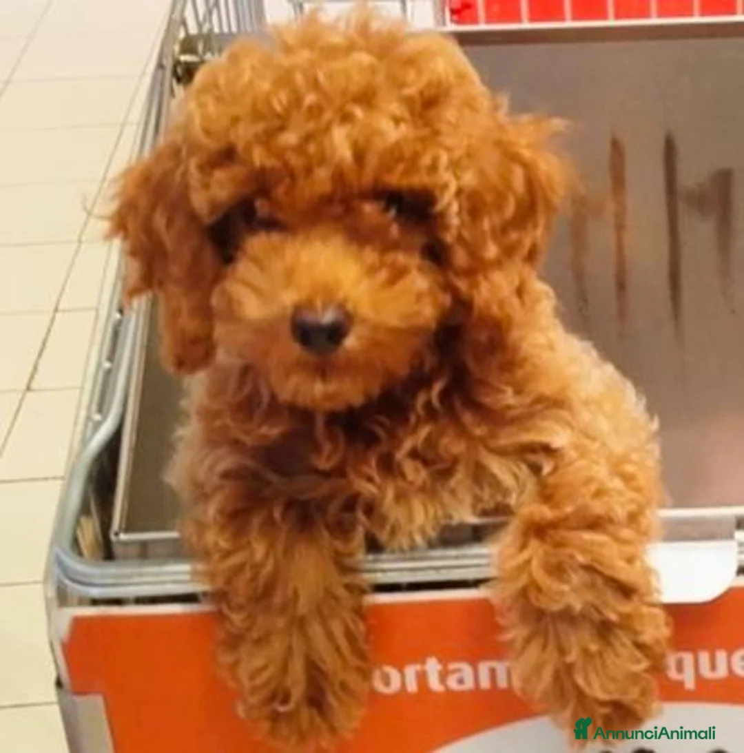 Meticcio cani in vendita: Figlia di Barboncina Toy e Barboncino Nano - Annuncio 1